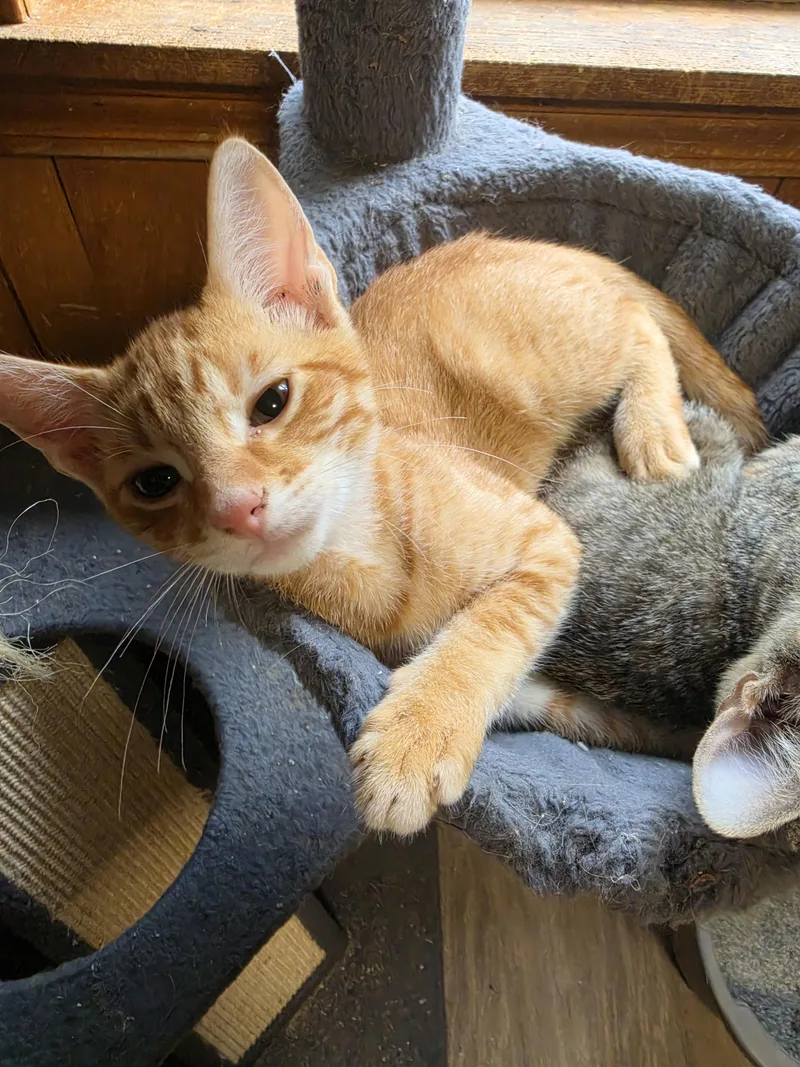Cinnamon thumbnail 3