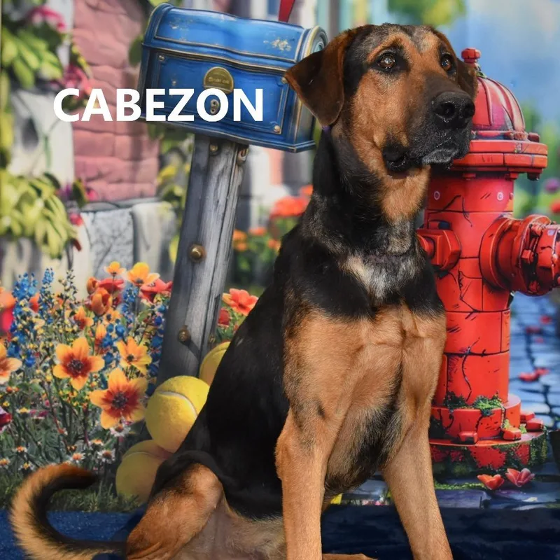 Cabezon