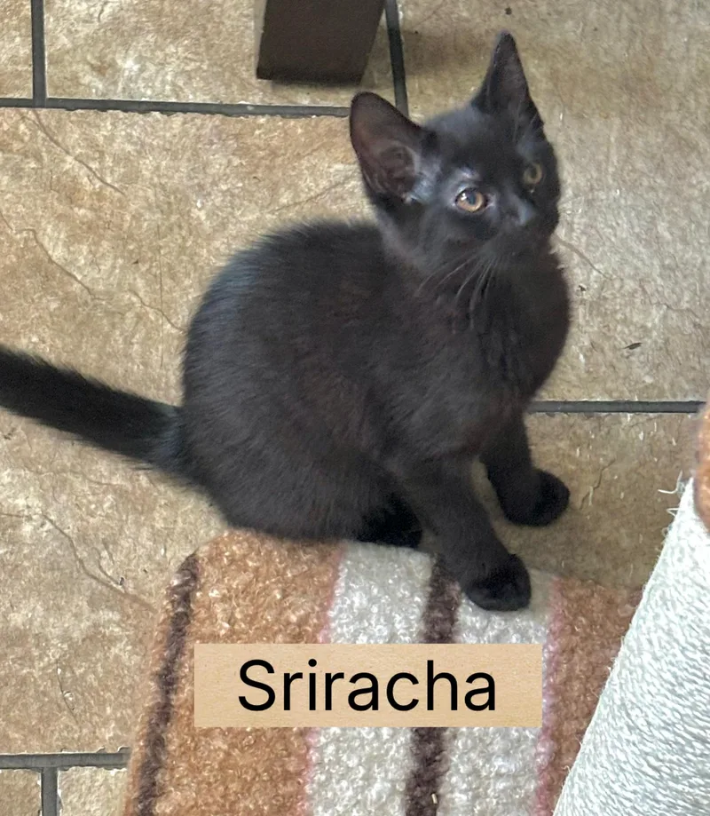 Sriracha thumbnail 2