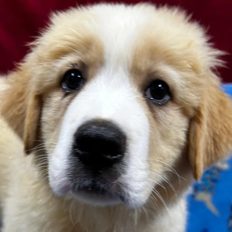 A baby large-sized male White / Cream Great Pyrenees dog named Surf for adoption in Bartonsville, PA