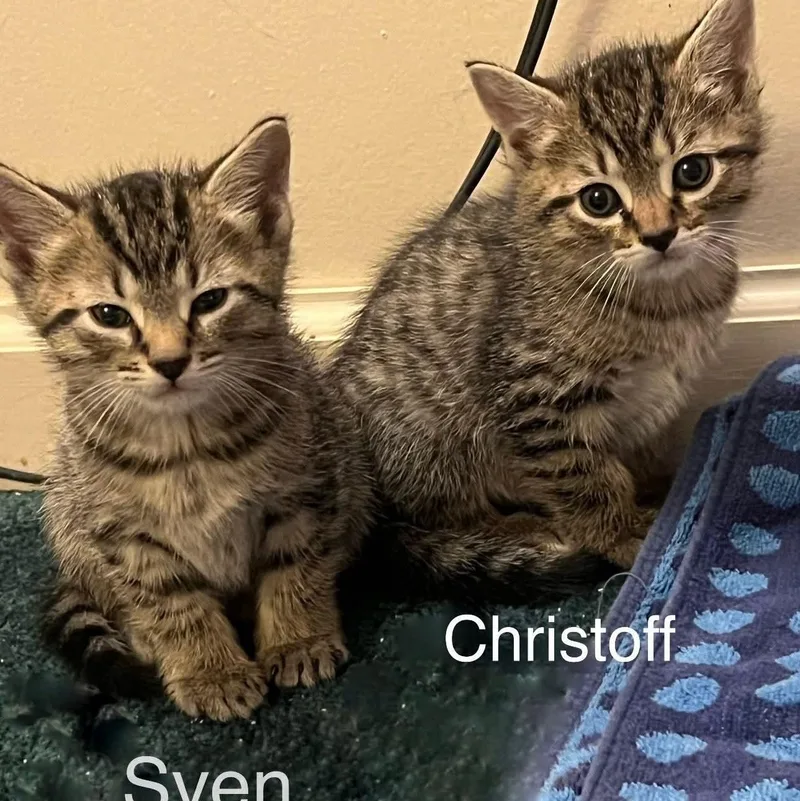 A baby medium-sized male Tabby (Brown / Chocolate) Domestic Short Hair cat named Sven for adoption in Landenberg, PA