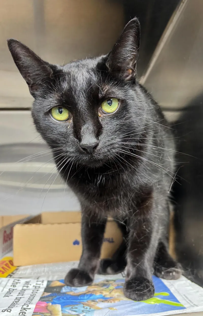 An adult medium-sized female Black Domestic Short Hair cat named January Rose for adoption in North Haven, CT