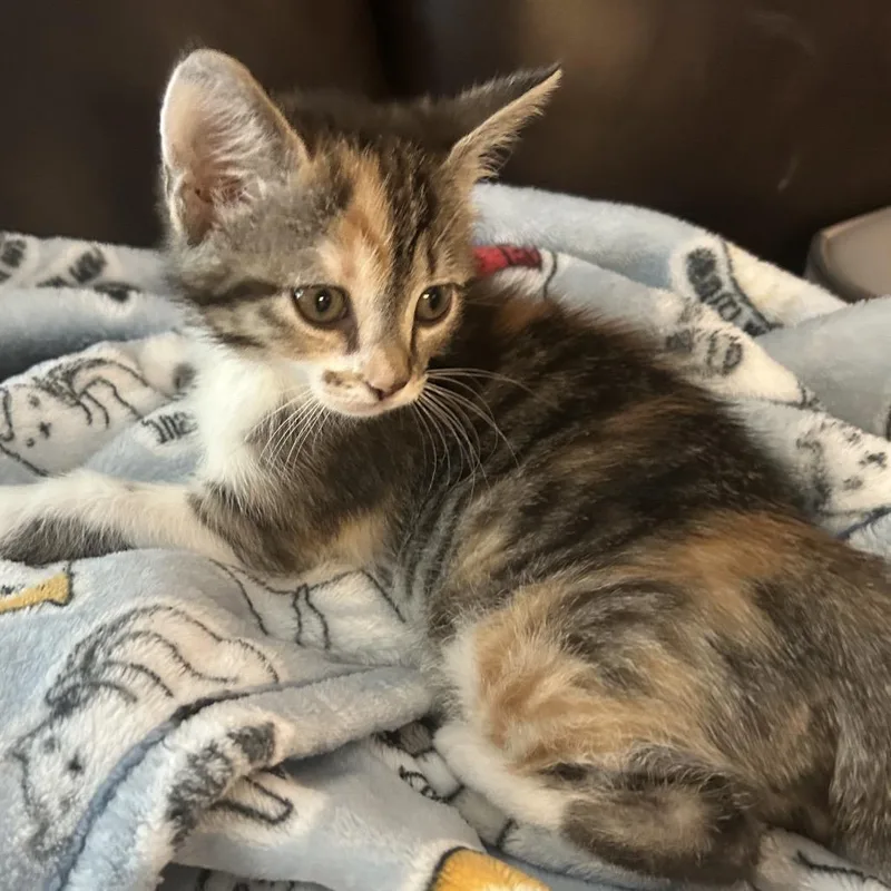 A baby small-sized female Black Domestic Short Hair cat named Deacon for adoption in Winston Salem, NC