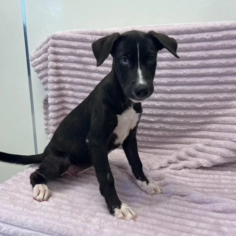 A baby medium-sized female Black Husky dog named Pippa for adoption in Las Vegas, NV