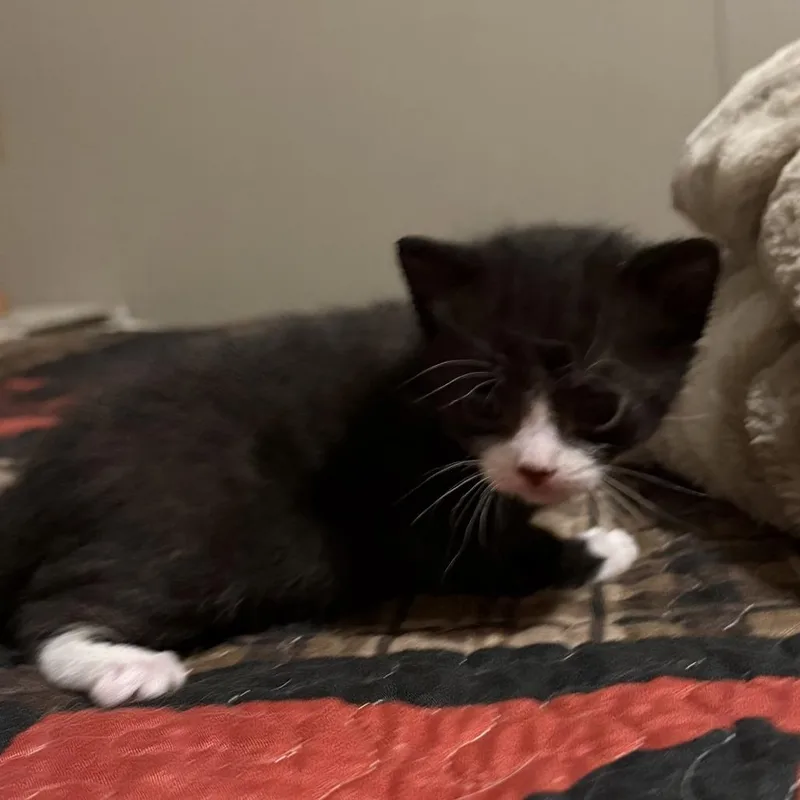 A baby small-sized male Black Domestic Medium Hair cat named Odin for adoption in Jefferson city, TN