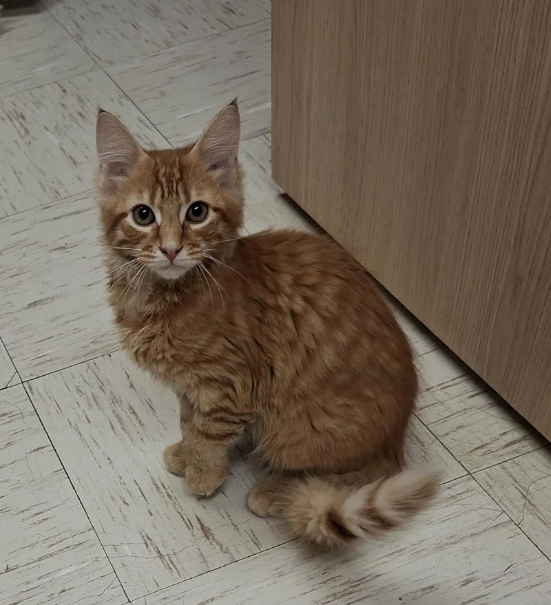 A baby medium-sized male Orange / Red Domestic Short Hair cat named Maple for adoption in Wallingford, CT