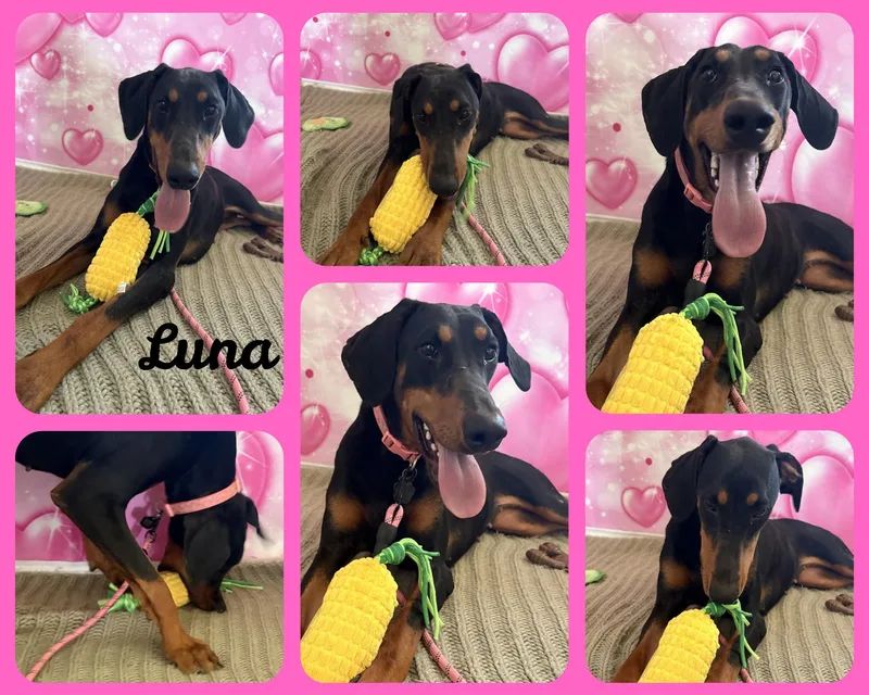 Luna thumbnail 3