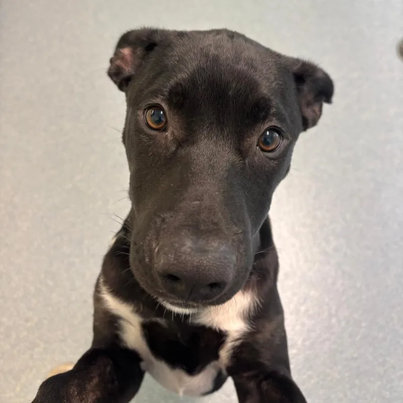 Kona