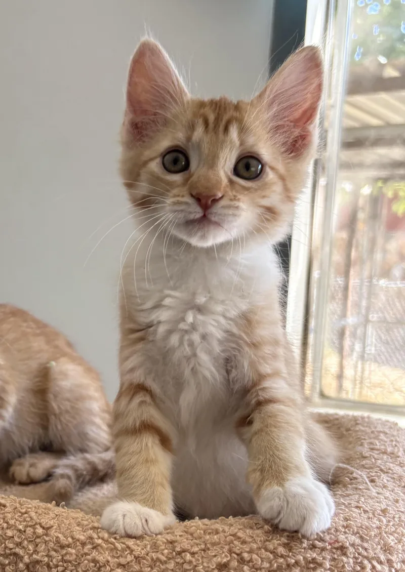 A baby medium-sized female Tabby (Orange / Red) Domestic Short Hair cat named Bonita for adoption in Oracle, AZ