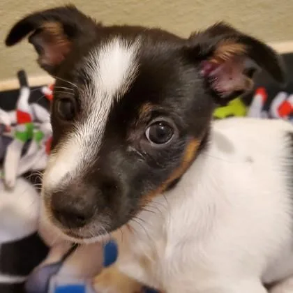A baby small-sized male Mixed Breed dog named Budweiser for adoption in Pleasanton, CA