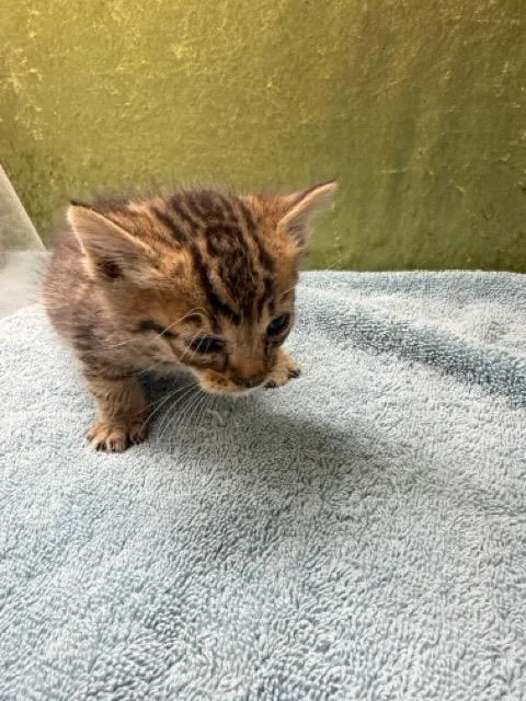 A baby small-sized male Domestic Short Hair cat named A for adoption in Riverside, CA