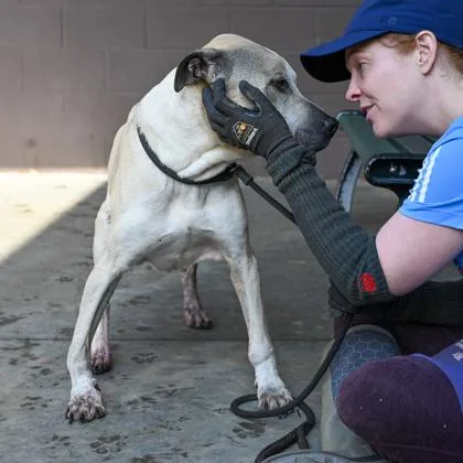 A senior large-sized male Mixed Breed dog named Paulo for adoption in Chamblee, GA