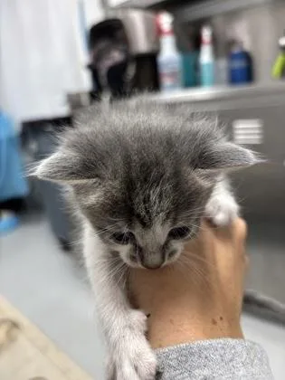 A baby small-sized female Domestic Short Hair cat named Mew for adoption in Cumming, GA