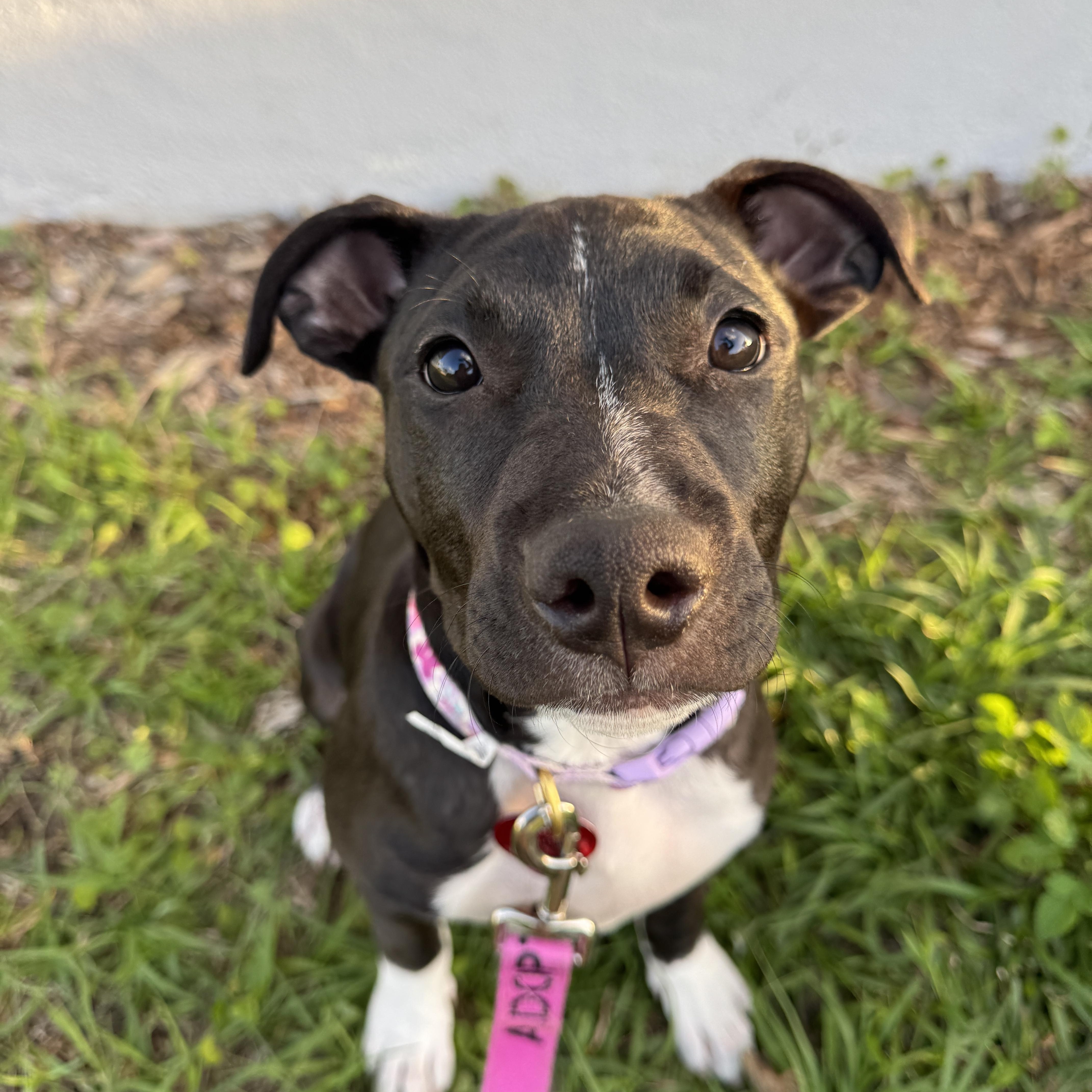 A baby medium-sized female Black American Bully dog named Caterpillar for adoption in vero beach, FL