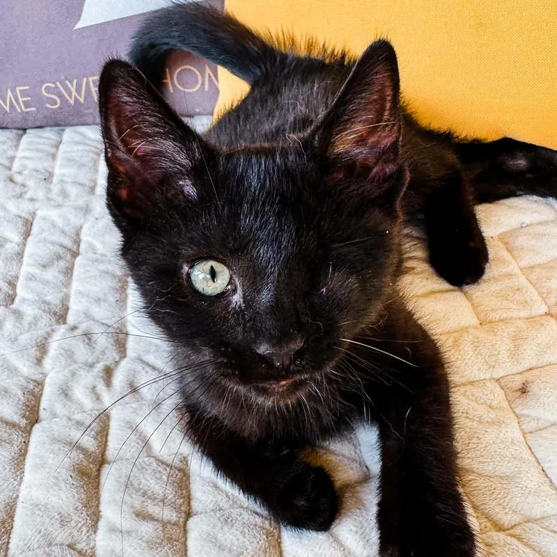 A baby medium-sized female Black Domestic Short Hair cat named Acadia for adoption in Kentwood, MI