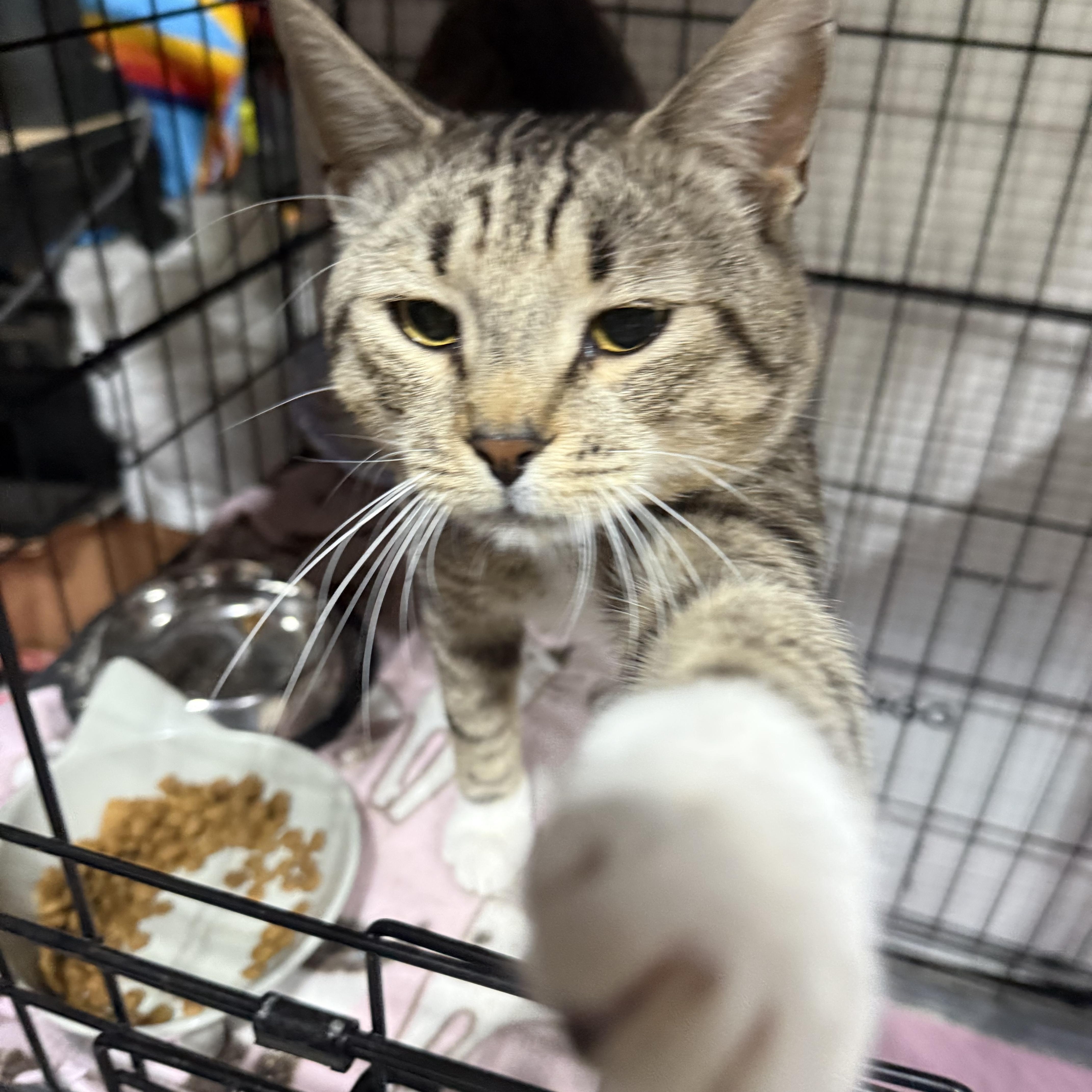 A baby medium-sized male Tabby (Brown / Chocolate) American Shorthair cat named Tiger for adoption in North Chesterfield, VA