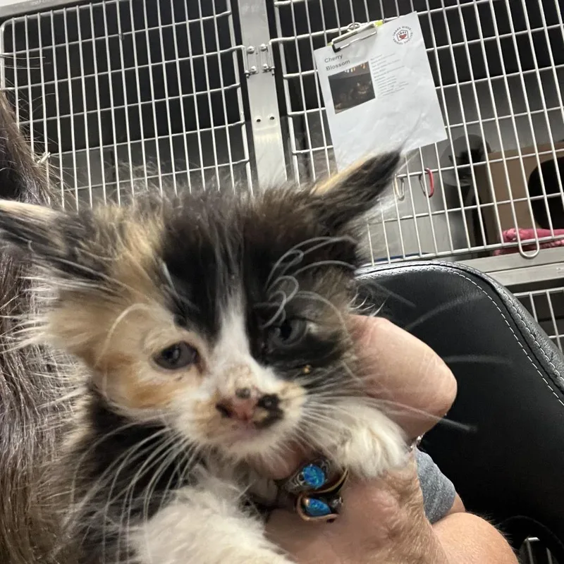 A baby small-sized female Tortoiseshell Domestic Long Hair cat named Ziti for adoption in Idaho Falls, ID