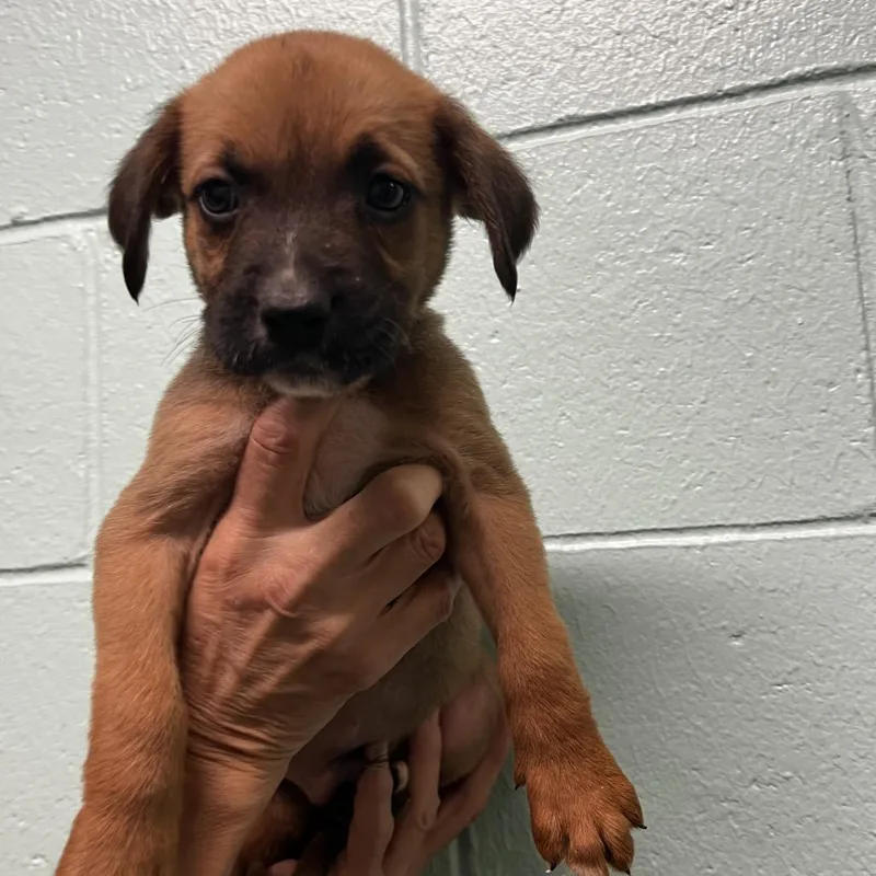 A baby small-sized male Brown / Chocolate Pit Bull Terrier dog named Coriander for adoption in Harrisville, WV