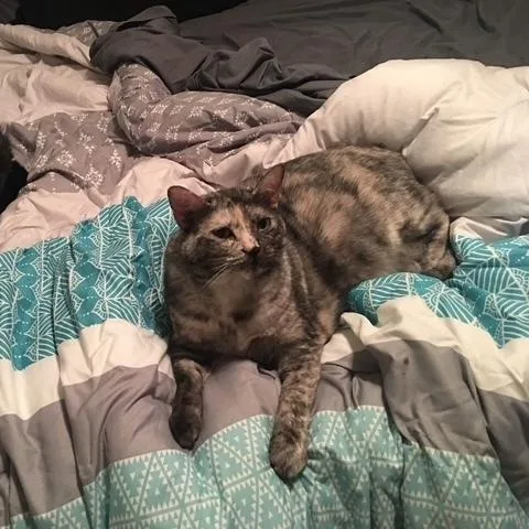 A senior large-sized female Dilute Tortoiseshell cat named Kaia for adoption in Long Beach, MS