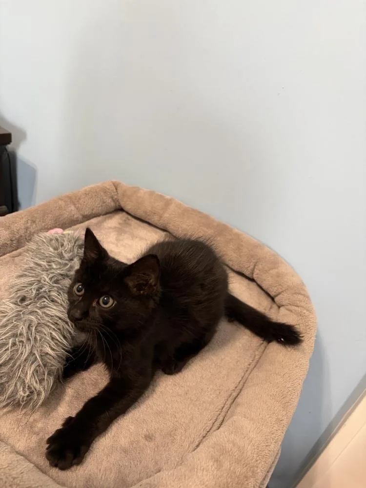A baby small-sized male Black Domestic Medium Hair cat named Knox JN for adoption in Greenville, SC