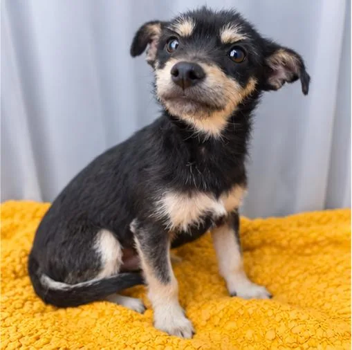 A young small-sized male Black Chihuahua dog named Boots for adoption in Foley, AL