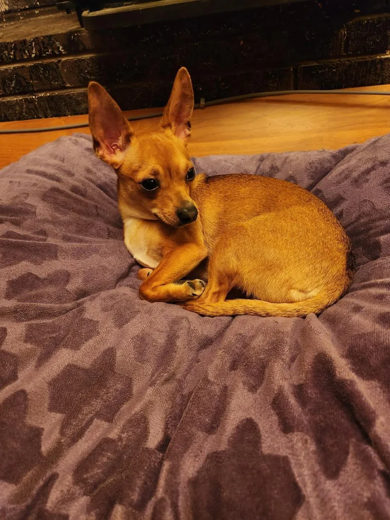 A young small-sized female Chihuahua dog named Dottie for adoption in Amity, OR