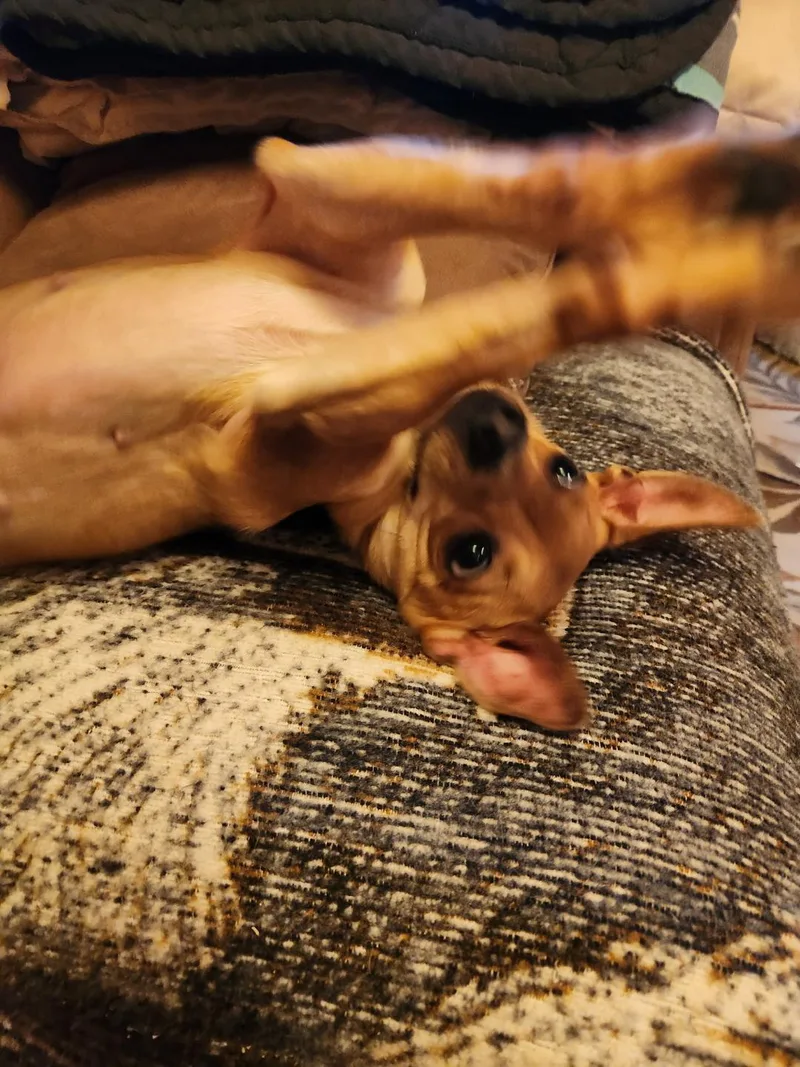 Dottie thumbnail 4