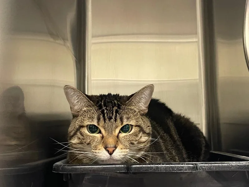An adult medium-sized female Domestic Short Hair cat named Bella for adoption in Chico, CA