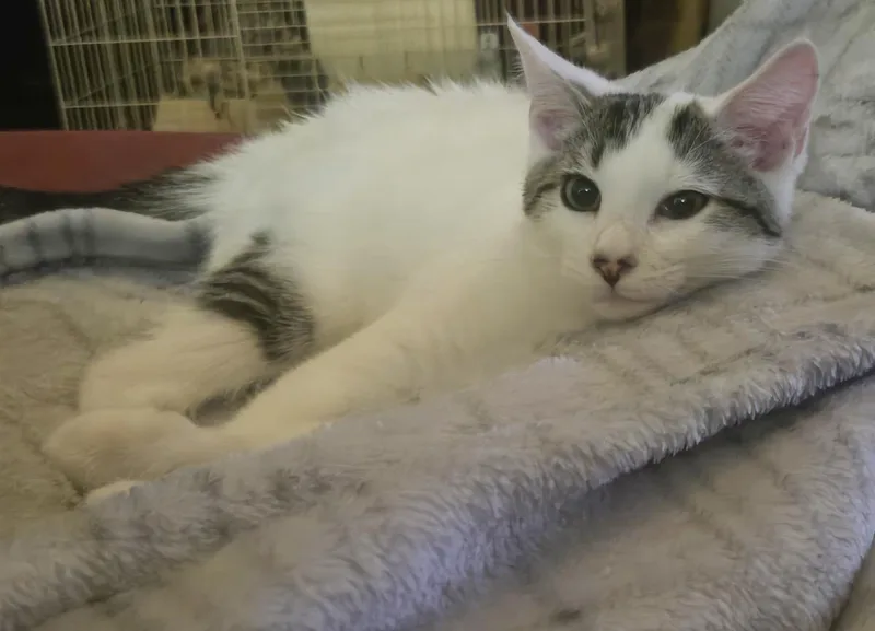 A baby medium-sized male White Domestic Short Hair cat named Russell Hoopes for adoption in Philadelphia, PA