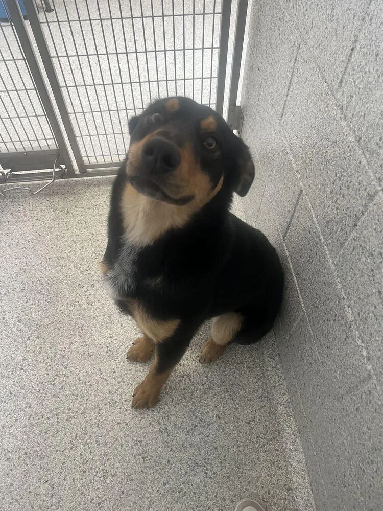 An adult large-sized male Tricolor (Brown, Black, & White) Shepherd dog named Chadwick for adoption in Bowling Green, OH