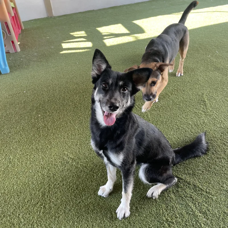 An adult medium-sized female Australian Shepherd dog named Maverick for adoption in Houston, TX