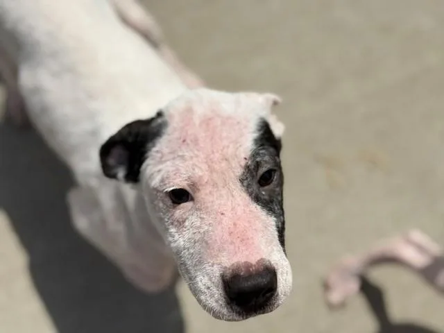 A young small-sized male Pit Bull Terrier dog named Kane for adoption in Tulsa, OK