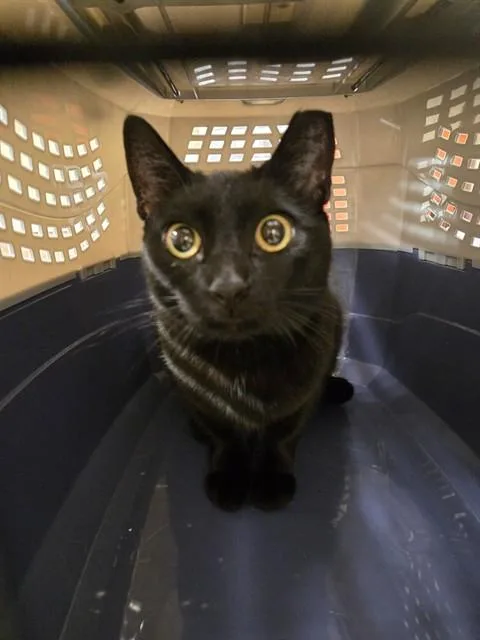 A young small-sized female Domestic Short Hair cat named Sabrina for adoption in Santa Maria, CA