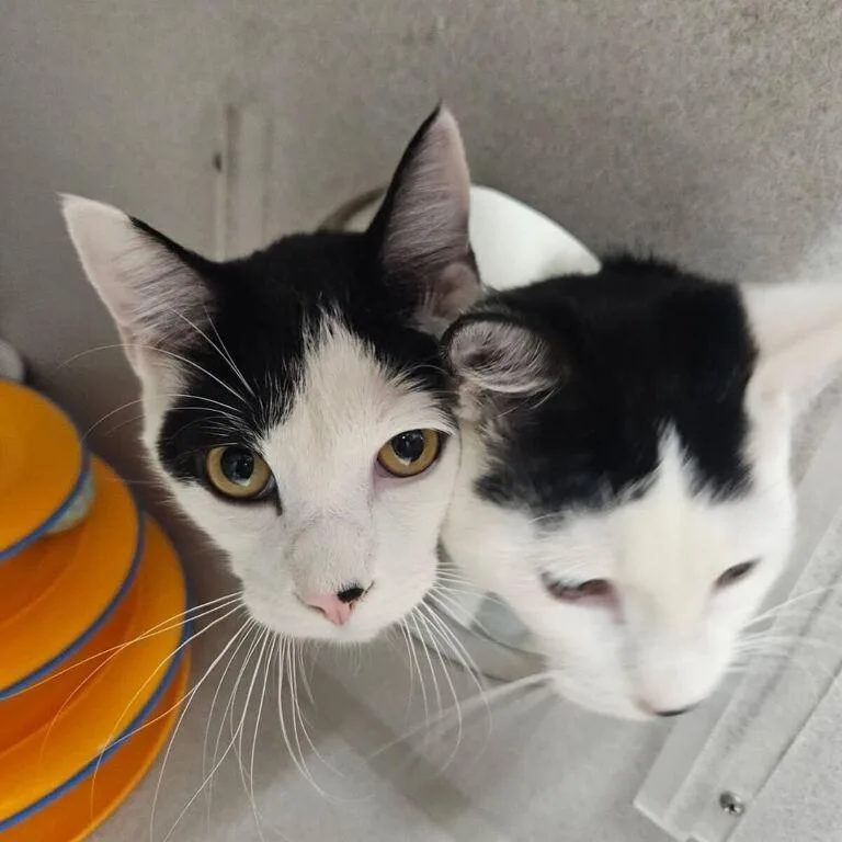 A young small-sized female White Domestic Short Hair cat named Pumpkin for adoption in Jersey City, NJ