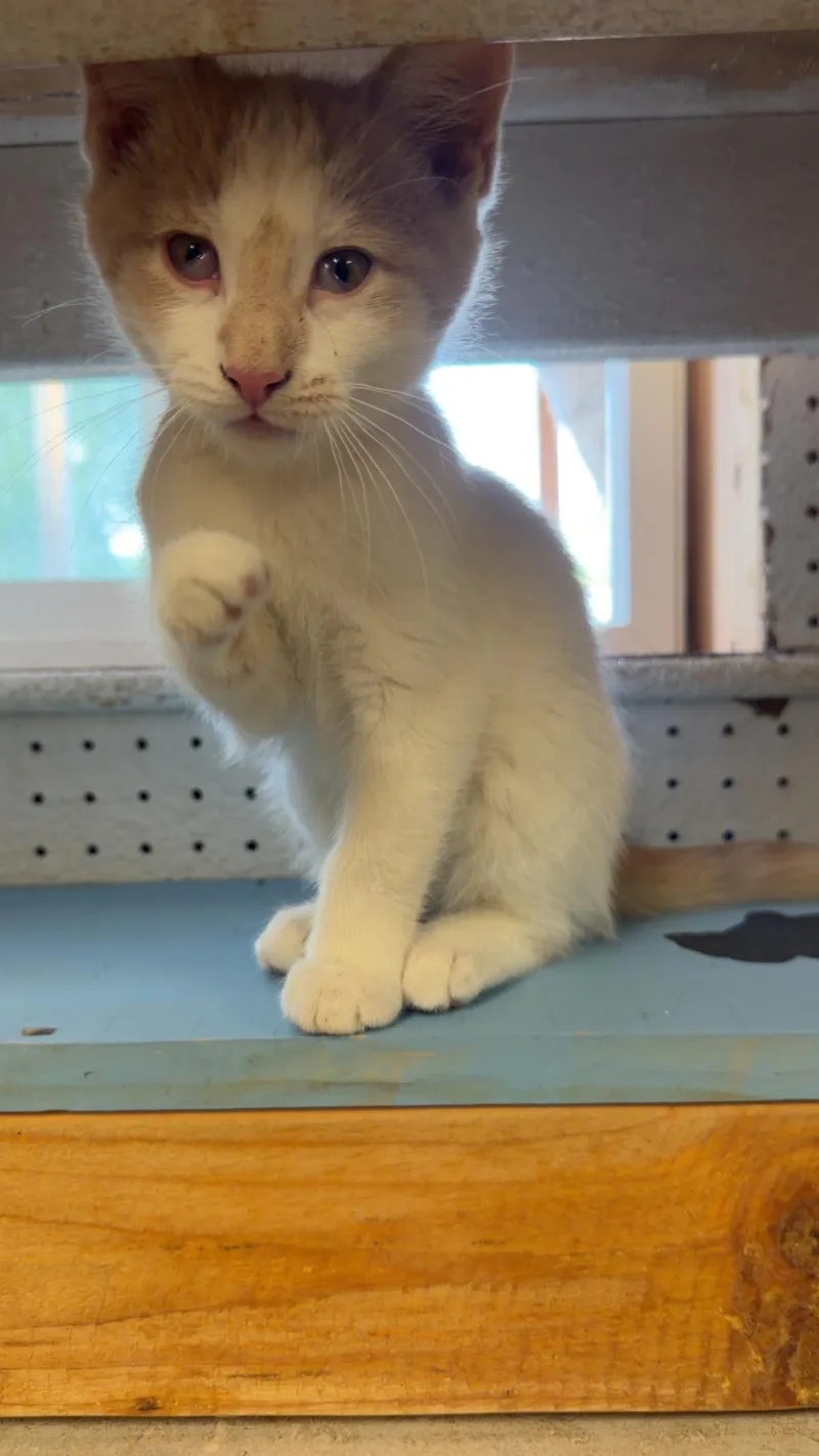 A baby small-sized male Orange & White Domestic Short Hair cat named Bunny for adoption in Mauston, WI