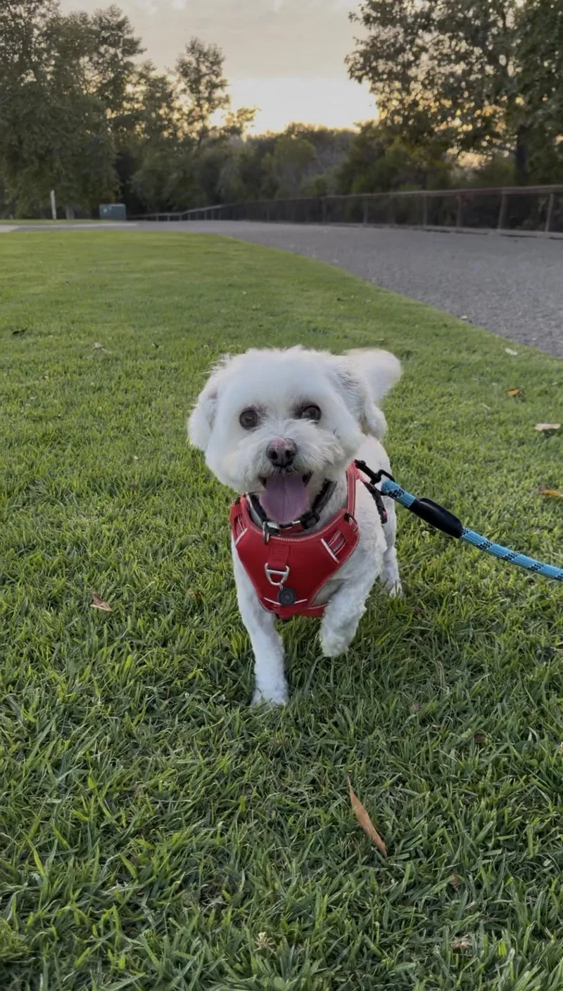 A senior small-sized male White / Cream Bichon Frise dog named Lukas for adoption in Nipomo, CA