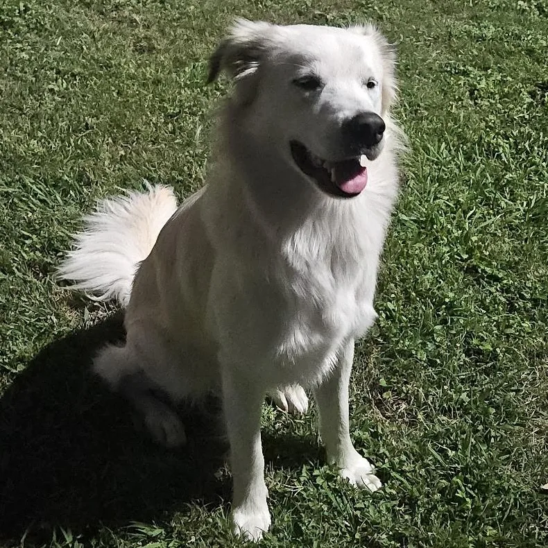 An adult medium-sized male White / Cream Retriever dog named Bentley for adoption in Houston, TX