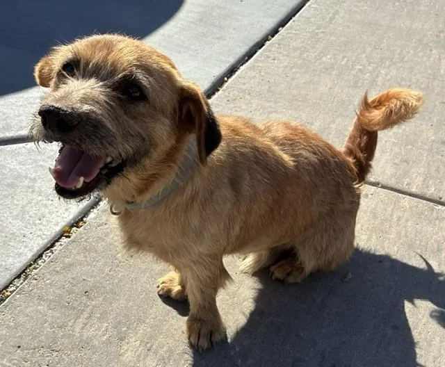 An adult small-sized male Border Terrier dog named Banjo for adoption in Phoenix, AZ