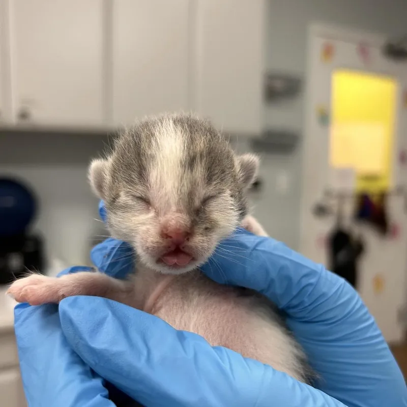 A baby small-sized male Gray / Blue / Silver Domestic Short Hair cat named Mars for adoption in Naples, FL