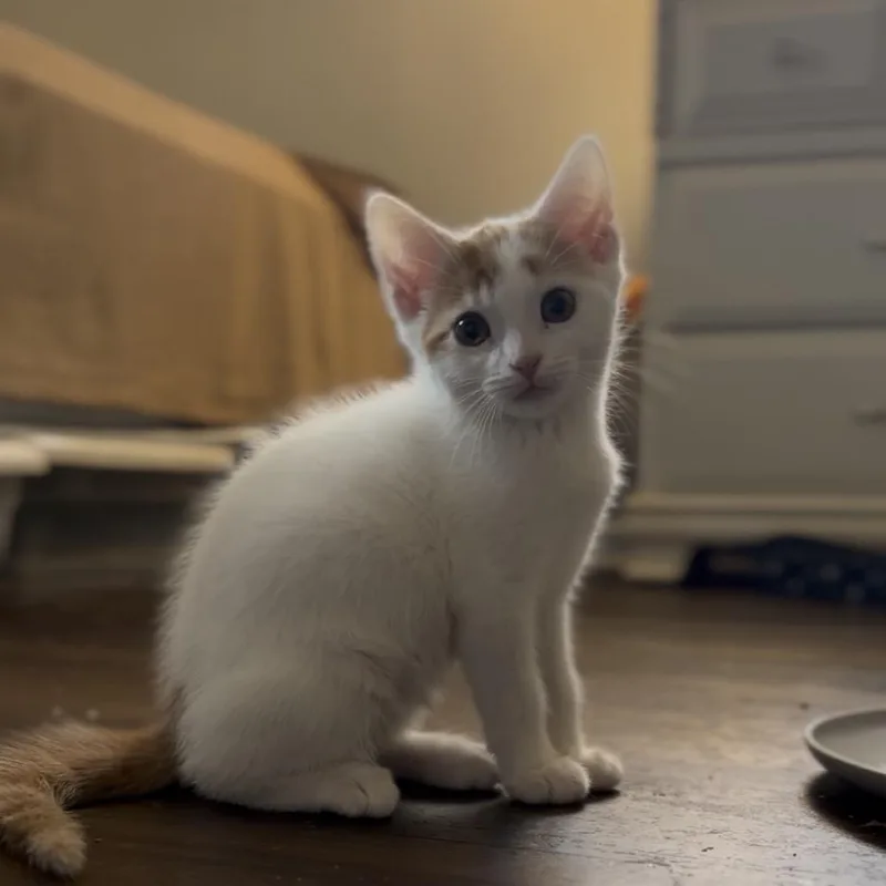 Charlie thumbnail 2