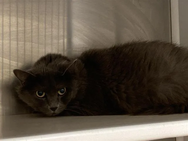 An adult medium-sized female Domestic Long Hair cat named Dolores for adoption in Tustin, CA