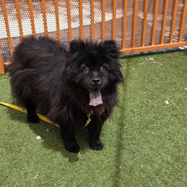 An adult large-sized female Chow Chow dog named Peaches for adoption in Las Vegas, NV