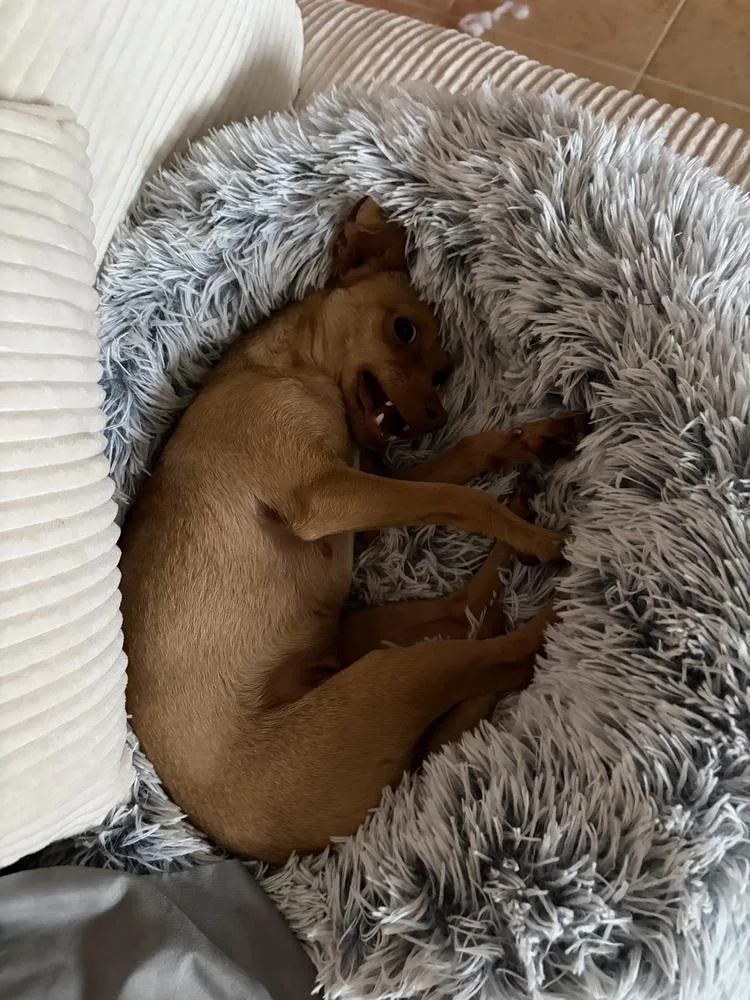 Penny