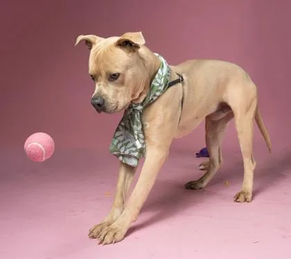 An adult large-sized male Mixed Breed dog named Duke of Hazzard for adoption in Atlanta, GA
