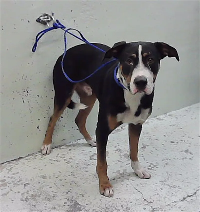 An adult large-sized male Greater Swiss Mountain Dog dog named Finn for adoption in Houston, TX