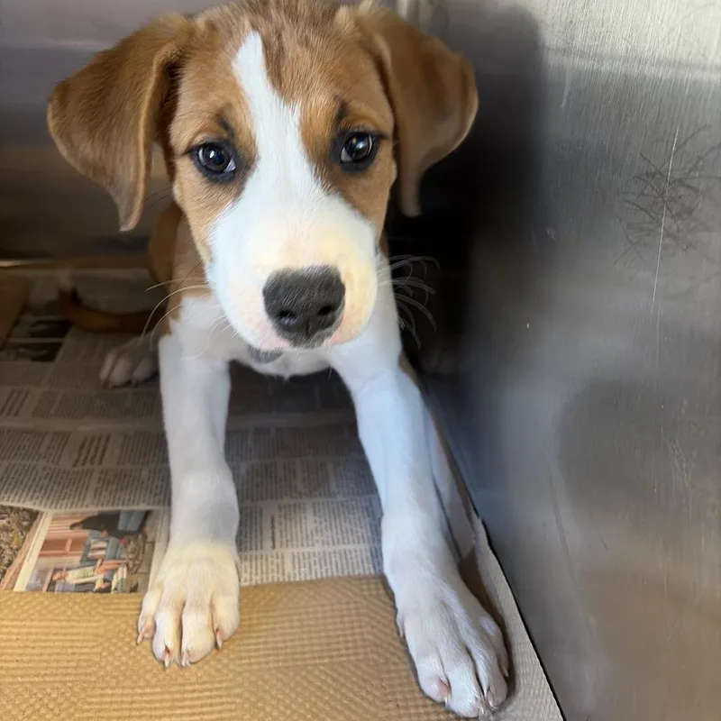 A baby small-sized male Mixed Breed dog named Tx Kelso for adoption in Port Washington, NY