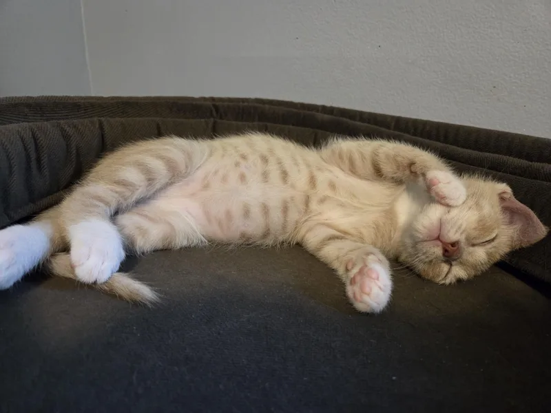 A baby medium-sized male Buff / Tan / Fawn Domestic Short Hair cat named Captain Carrot Ironfoundersson for adoption in Greensboro, NC