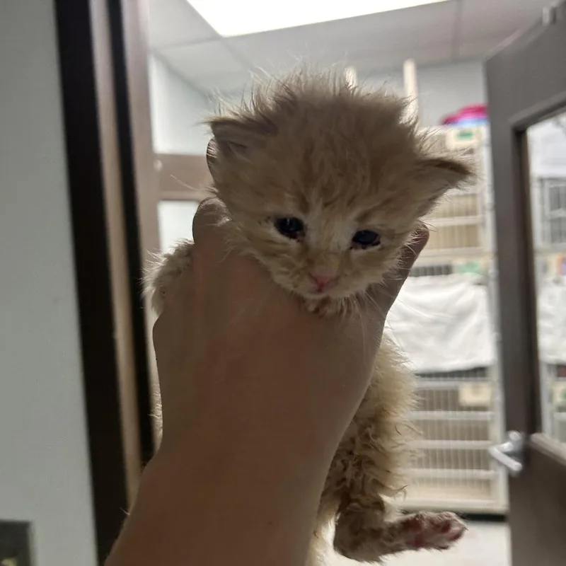 A baby small-sized male Orange / Red Domestic Medium Hair cat named Mumford for adoption in Durango, CO