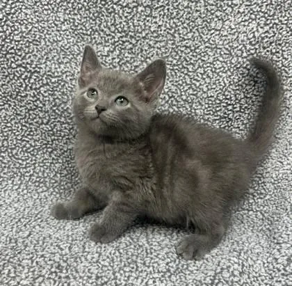 A young medium-sized female Gray / Blue / Silver Domestic Short Hair cat named Smokey Goshen for adoption in Sullivan, IN