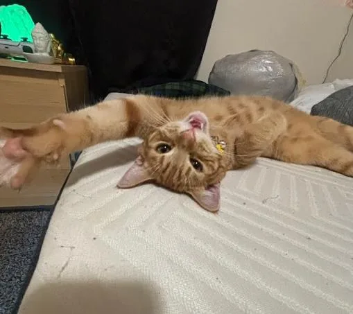 Grapenut thumbnail 2